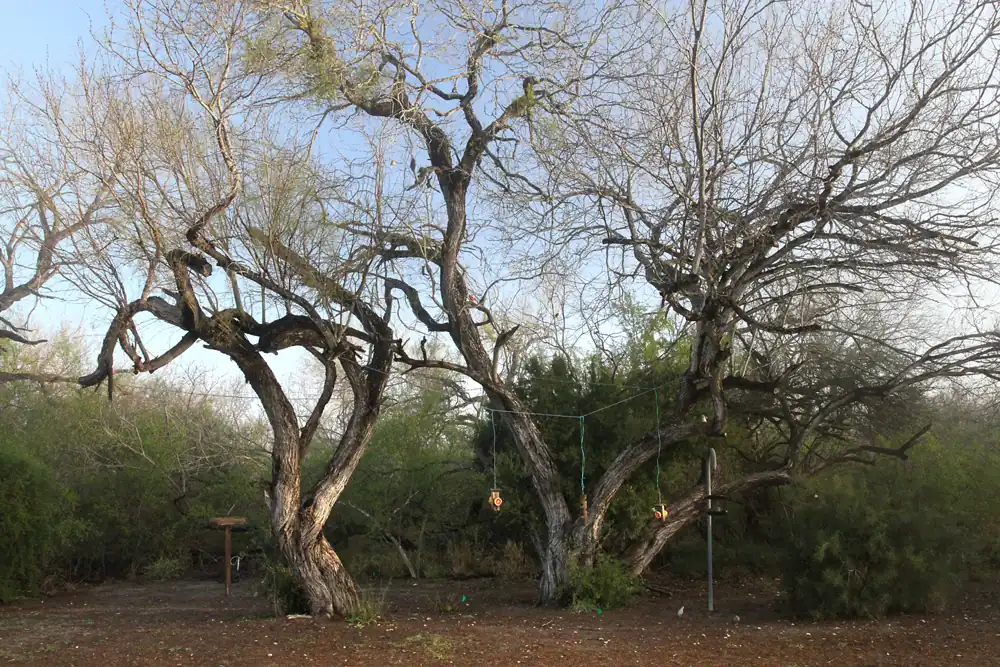 Native forest at Bentsen–Rio Grande Valley State Park