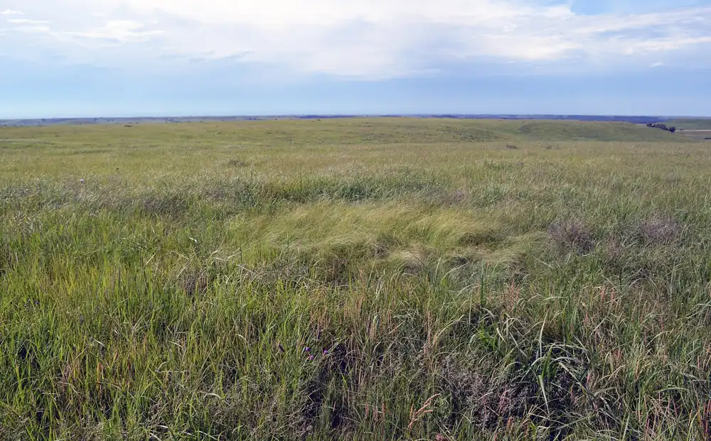 Mixed-grass prairie with an old bison wallow