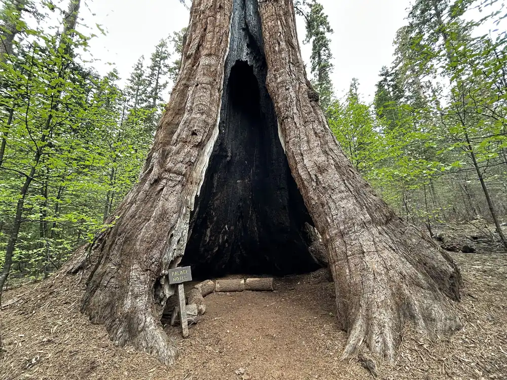 The Palace Hotel Tree, a giant sequoia at Calaveras Big Trees