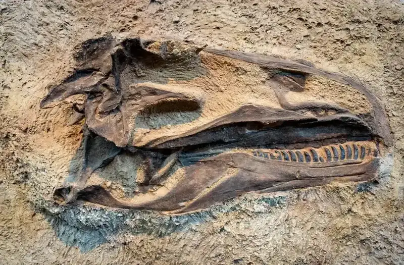 A dinosaur skull still embedded in the rock face at the quarry