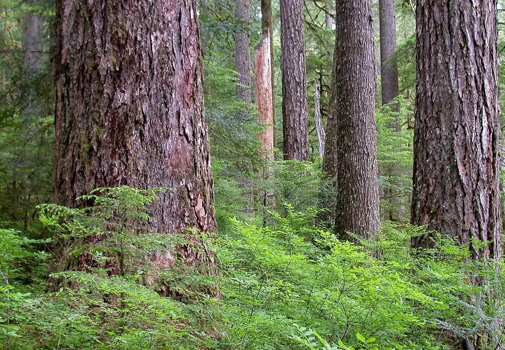Old-growth Douglas-fir at Opal Creek