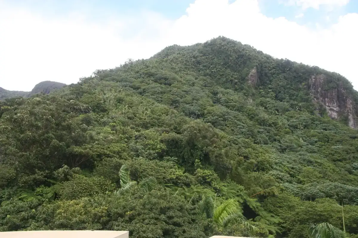 Rainforest ridges seen from the Yokahu observation tower in El Yunque