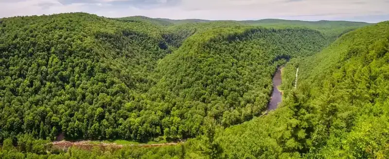 A green panorama of Pine Creek Gorge, with the creek far below