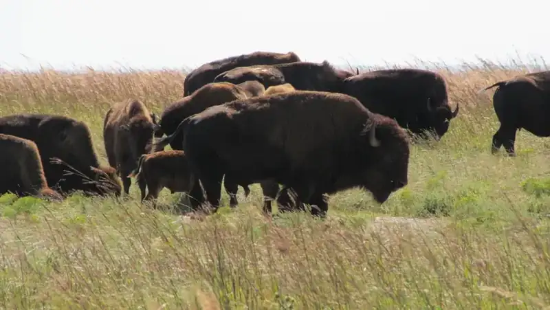 Bison grazing in the tallgrass at Tallgrass Prairie National Preserve