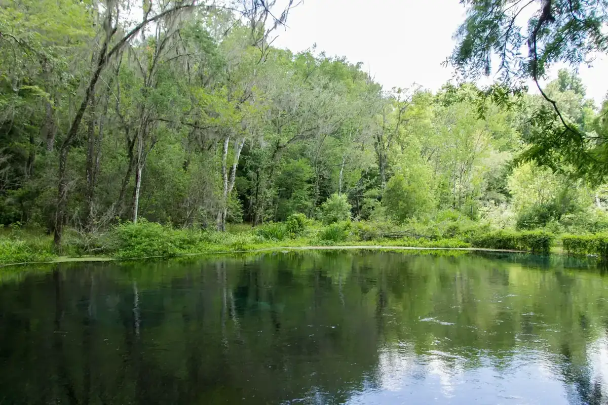 A clear spring run winding between cypress at Ichetucknee Springs