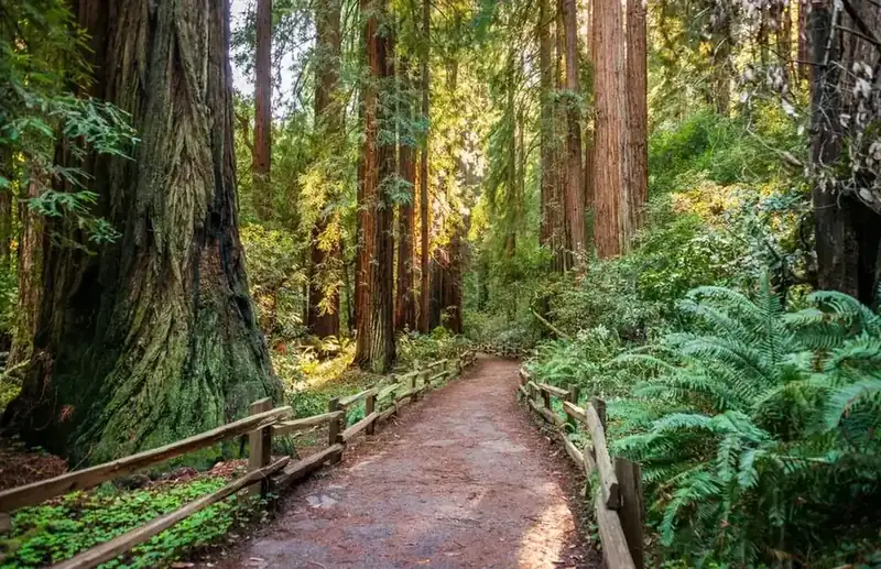 A path running between old-growth redwoods at Muir Woods