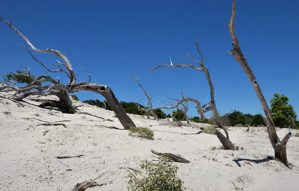 Driftwood on the beach at Cumberland Island