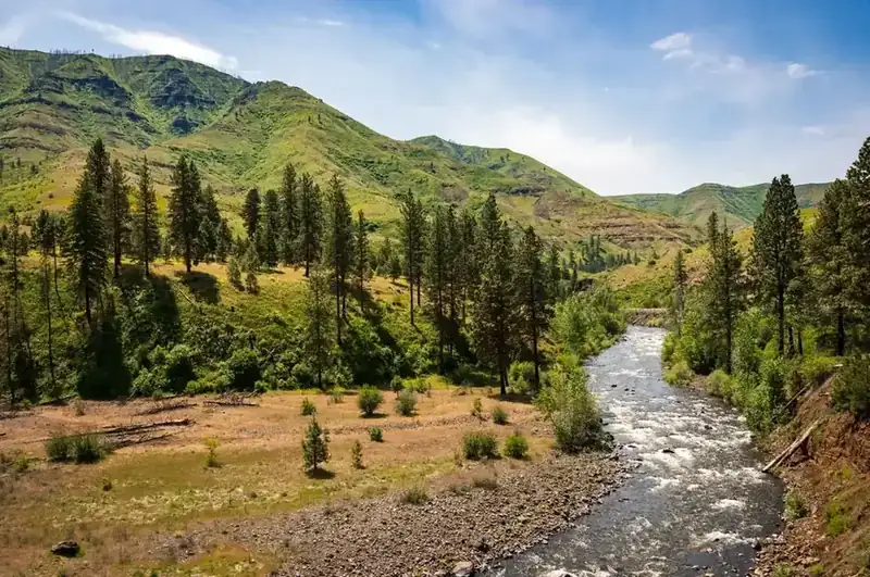 A river running through the green shoulders of Hells Canyon, with pines along the bank