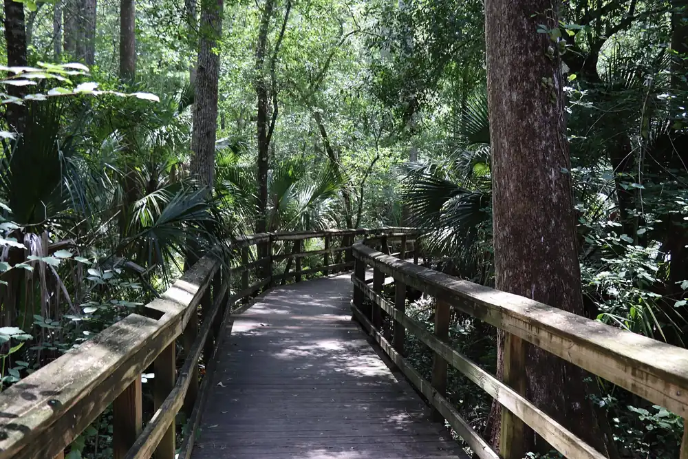 A boardwalk through the hammock at Highlands Hammock