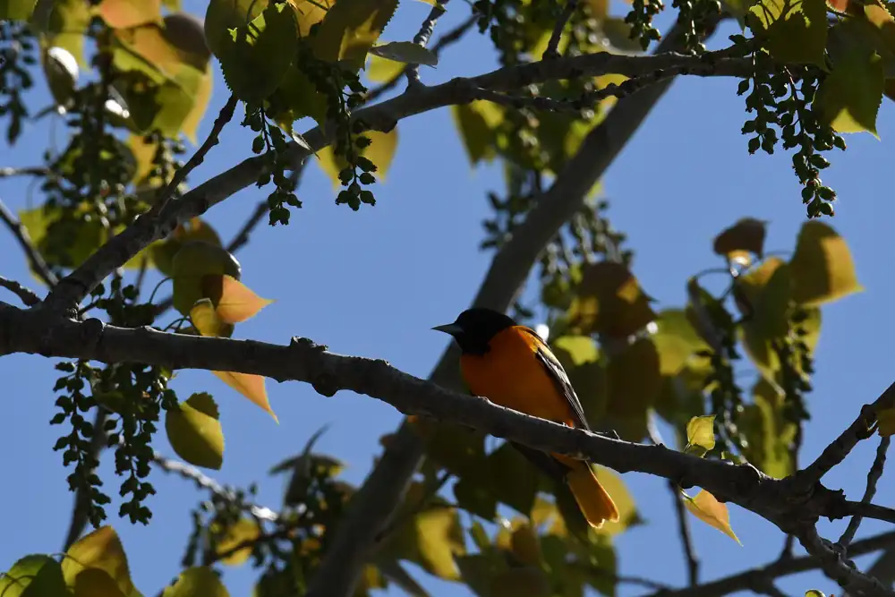 A Baltimore oriole in spring at Metzger Marsh on Lake Erie