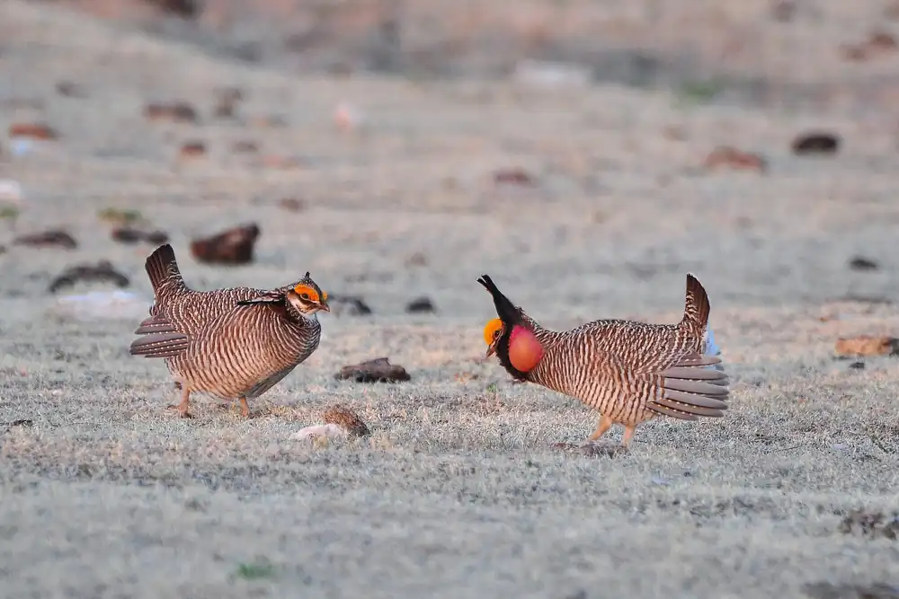 A pair of lesser prairie-chickens in New Mexico