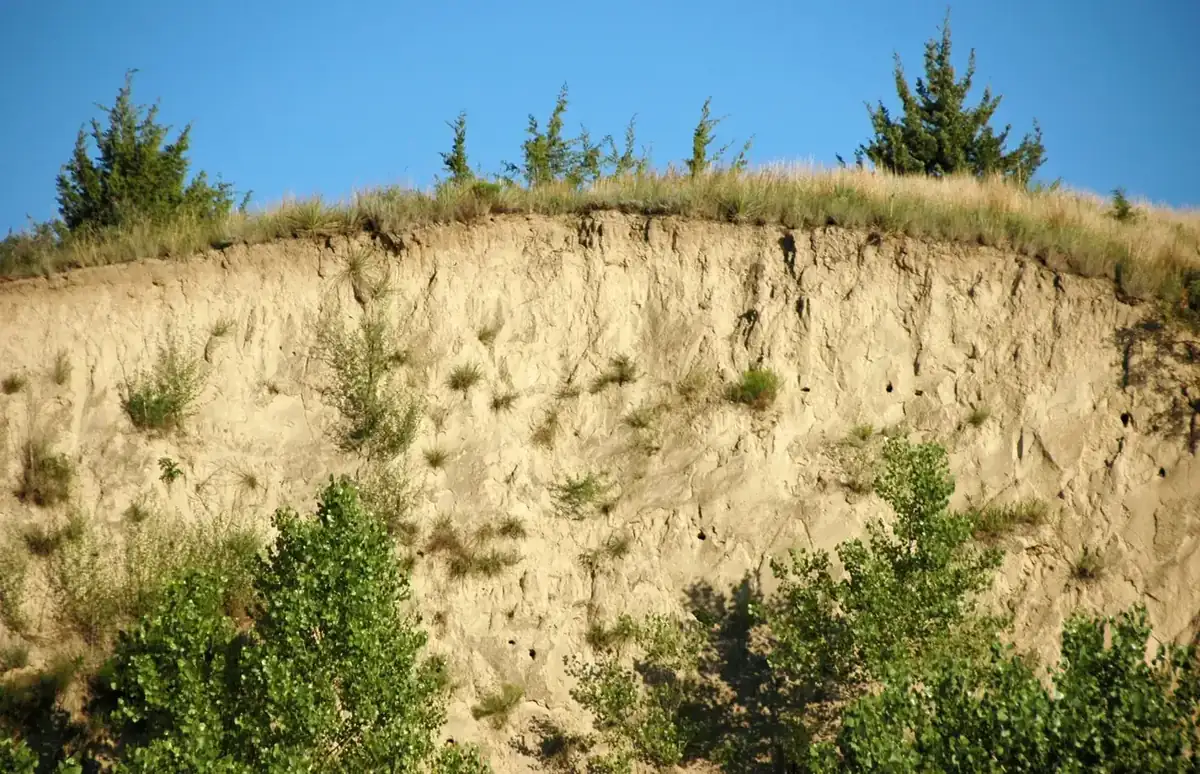A cut bank of wind-laid loess in the Iowa Loess Hills, with prairie grasses above