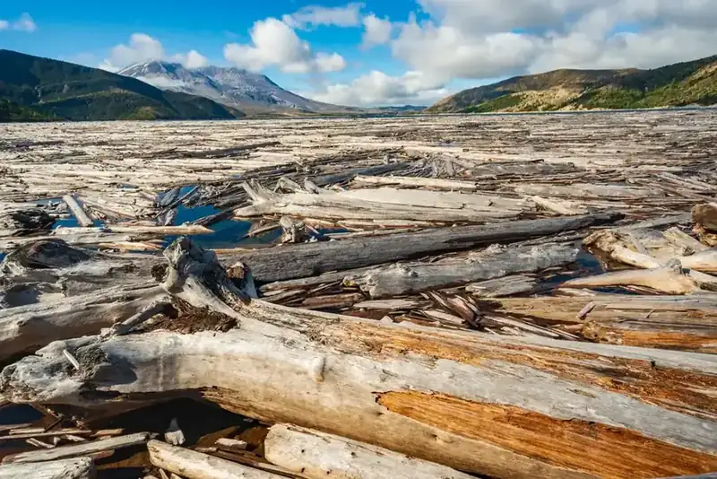 A raft of logs still floating on Spirit Lake, with Mount St. Helens beyond
