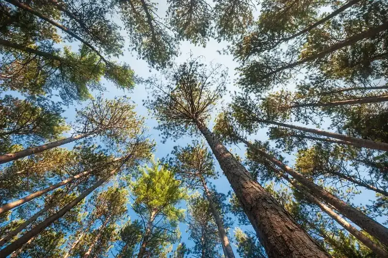 Red pines seen from the forest floor, their trunks and crowns converging against a blue sky