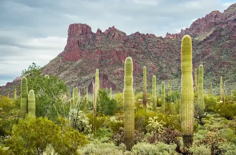 Saguaro and organ pipe cactus standing below a red volcanic ridge