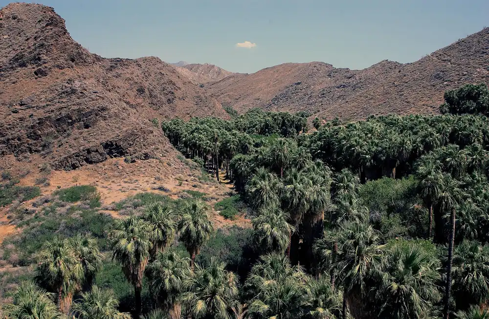 The Palm Canyon oasis above Palm Springs
