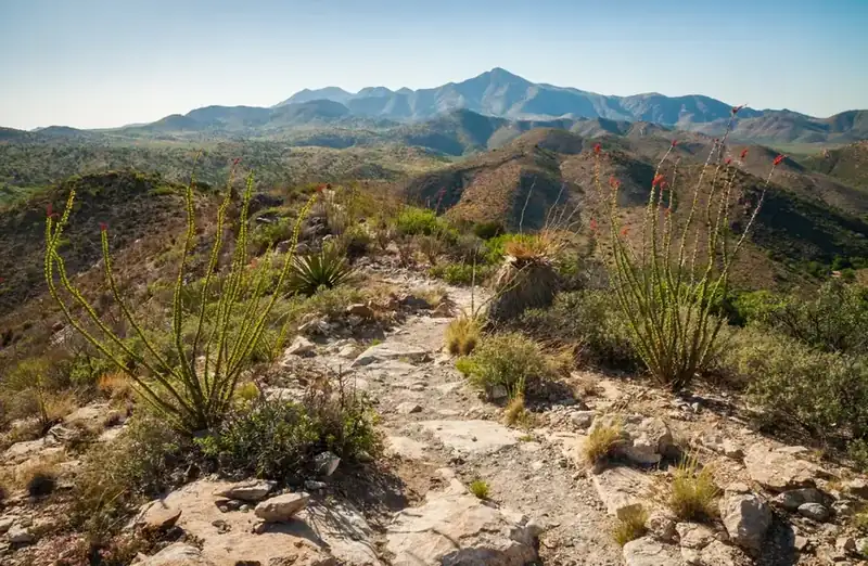 Ocotillo in bloom along a rocky ridge trail, with a sky island range rising beyond