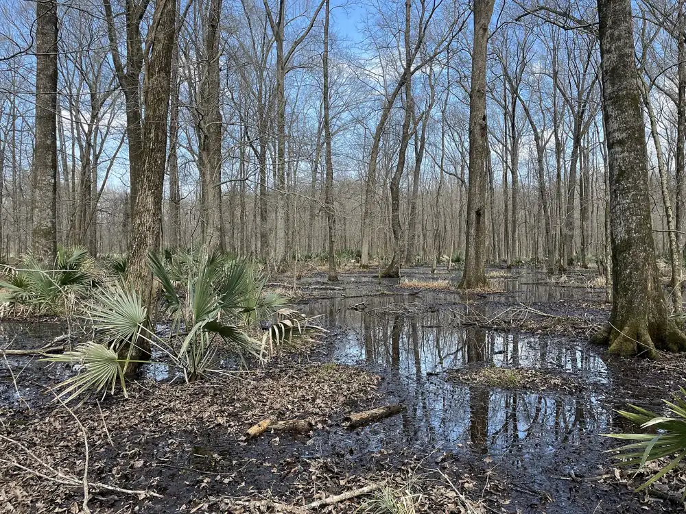 Bottomland forest in the Tensas River National Wildlife Refuge