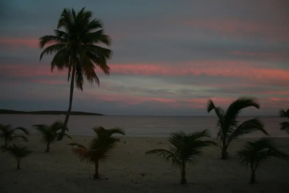 Sunset over palms at Sun Bay on Vieques