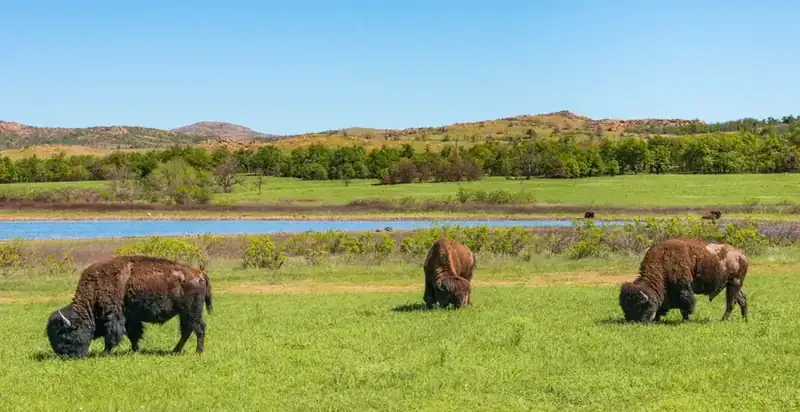 Bison grazing on the green prairie below the granite hills, with a lake behind them